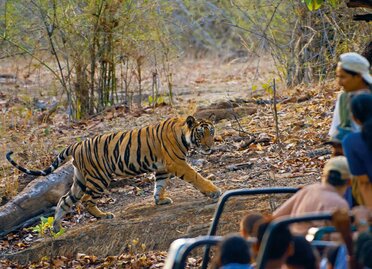 Bandhavgarh National Park (1).jpg